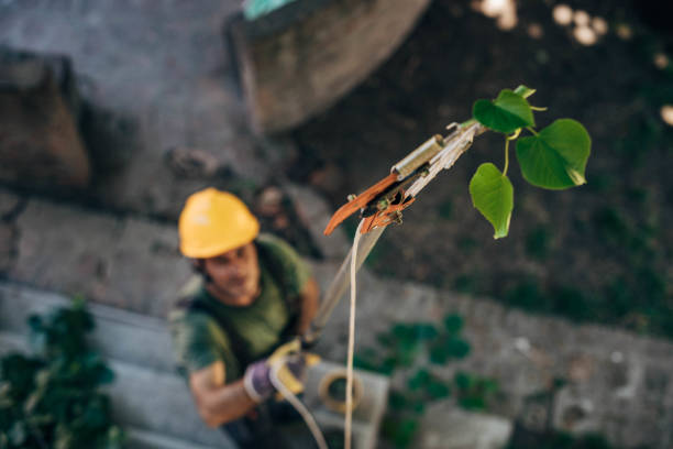 Best Tree Branch Trimming  in USA